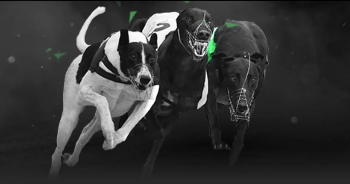 老鹰翱翔复,仇路,攻守兼备,体彩大发彩票网,体育彩票,大发彩票网,足球彩票,篮球彩票,官方网站