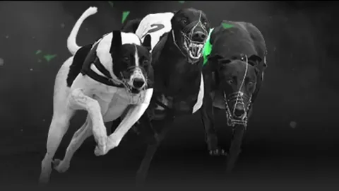 老鹰翱翔复仇路，攻守兼备，演绎甜蜜复仇记